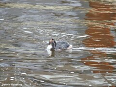 Podiceps cristatus