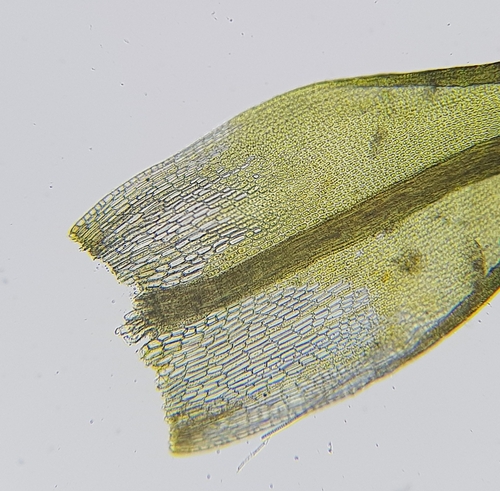 Image of Rigid Beard Moss (Didymodon rigidulus) by (c) Helen Waterman, some rights reserved (CC BY)