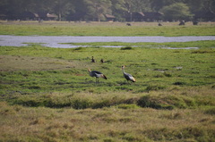 Balearica regulorum