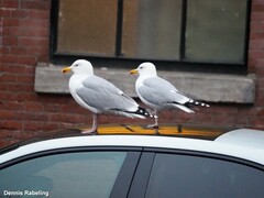 Larus argentatus