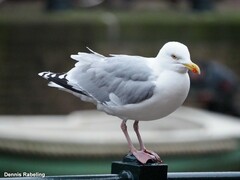 Larus argentatus