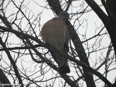 Columba palumbus