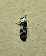 Oecophorinae