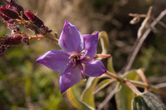 Dissotis princeps