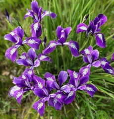 Iris tenax
