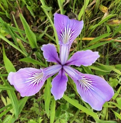 Iris tenax