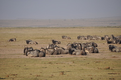 Connochaetes taurinus albojubatus