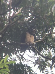 Pulsatrix perspicillata