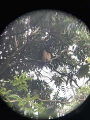 Pulsatrix perspicillata