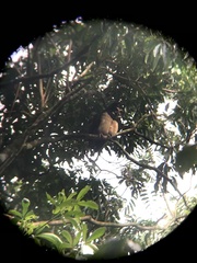 Pulsatrix perspicillata