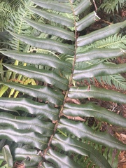 Blechnum wattsii