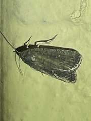 Athetis tenuis