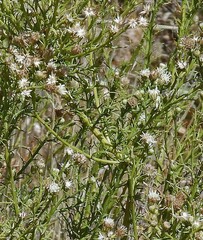 Baccharis ulicina