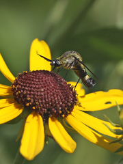 Lepidophora lepidocera