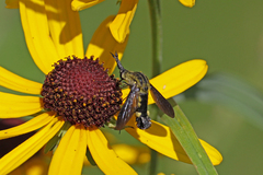 Lepidophora lepidocera