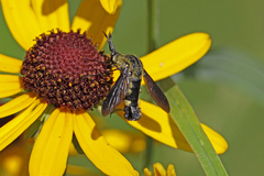 Lepidophora lepidocera