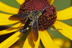 Lepidophora lepidocera