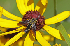 Lepidophora lepidocera