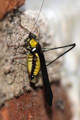 Dioncomena jagoi