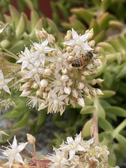 Apis mellifera