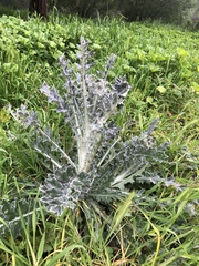 Cirsium occidentale