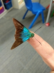 Astraptes fulgerator