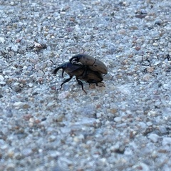 Sphenophorus coesifrons