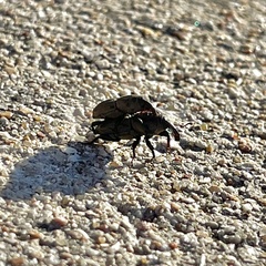 Sphenophorus coesifrons