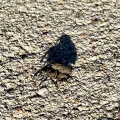 Sphenophorus coesifrons