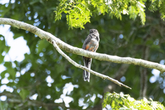 Trogon curucui