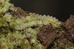 Calypogeia