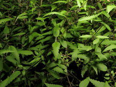 Urtica perconfusa