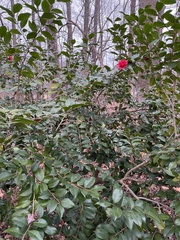 Camellia japonica