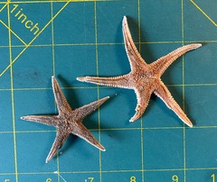 Astropecten americanus