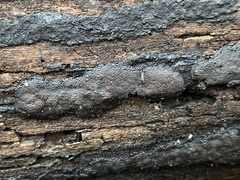 Hypoxylon rubiginosum