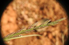 Lolium rigidum