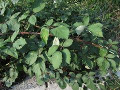 Rubus armeniacus