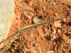 Lolium rigidum