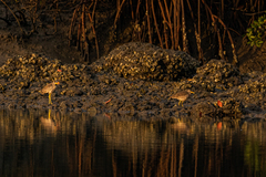 Vanellus senegallus