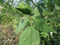 Rubus armeniacus