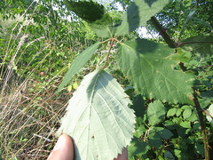 Rubus armeniacus