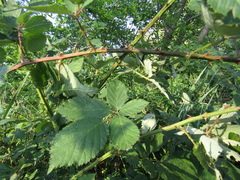 Rubus armeniacus