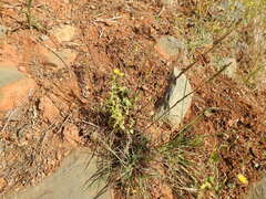 Lolium rigidum