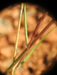 Lolium rigidum