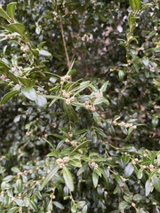 Buxus sempervirens