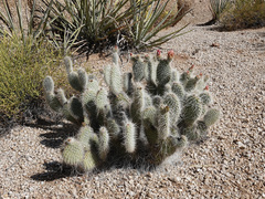 Opuntia diploursina