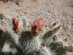 Opuntia diploursina