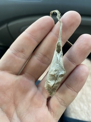 Callosamia promethea