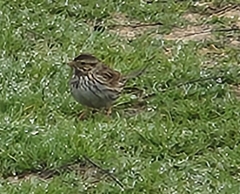 Passerculus sandwichensis