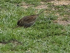 Passerculus sandwichensis